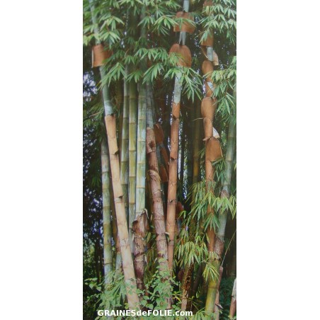 Bambou Géant de BIRMANIE