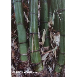 Bambou Géant Mâle