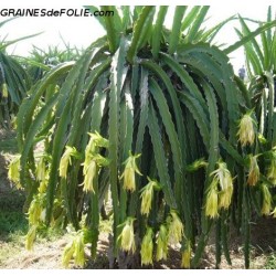 Plant de Pitaya
