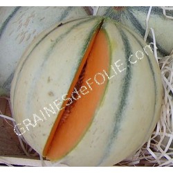 Melon CHARENTAIS graines semences anciennes à pollinisation ouverte non hybrides non-ogm