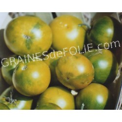 « LIME GREEN » Tomate