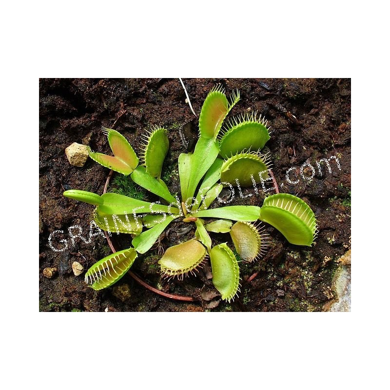 PLANTE CARNIVORE Dionée Attrape Mouche Dionaea Muscipula