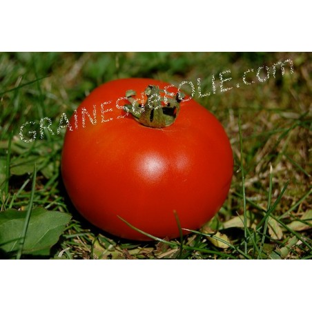 Tomate SAINT PIERRE