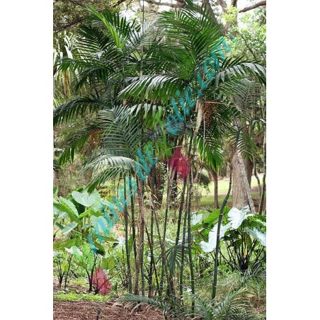 Palmier BAMBOU Chamaedorea costaricana