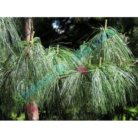 Pin pleureur de l' Himalaya Pinus wallichiana