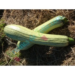 Courgette GENOVESE