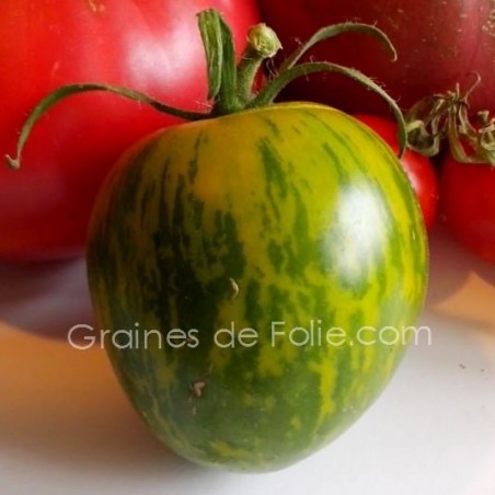 Tomate GREEN ZEBRA