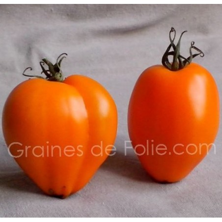 Tomate COEUR de BOEUF ORANGE