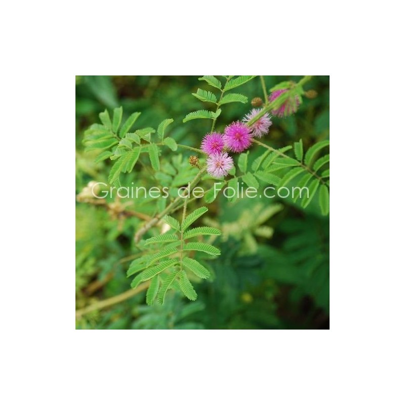 Graines De Mimosa Pudica (Sensitive) - 60 Graines Reproductibles Non Hybrides | Plante Réactive Qui Ferme Ses Feuilles Au Toucher - 3
