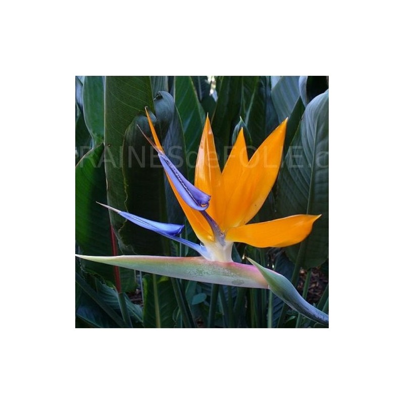 10 Graines Oiseau Du Paradis Strelitzia Reginae - Plante Tropicale Aux Fleurs Orange Et Bleu éclatantes
