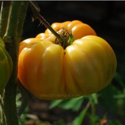 Tomate ANANAS