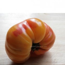 Tomate ANANAS