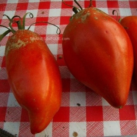 Tomate ANDINE CORNUE