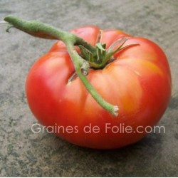 Tomate BRANDYWINE ROUGE