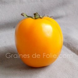 Tomate GOLDEN JUBILEE