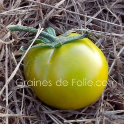 Tomate LIME GREEN