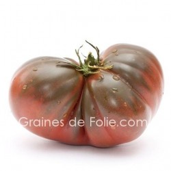Tomate BRANDYWINE NOIRE
