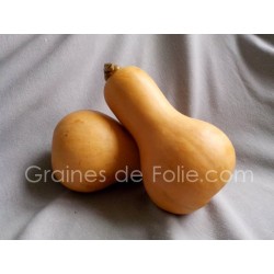 Courge BUTTERNUT