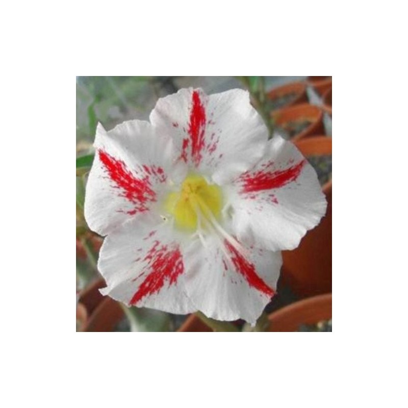 Graines Rose Du Désert - Adenium Obesum - 8 Graines + Substrat Coco - Plante Succulente à Caudex - Fleurs Roses - Culture Intérieur - 5