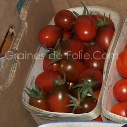 Tomate PRUNE NOIRE