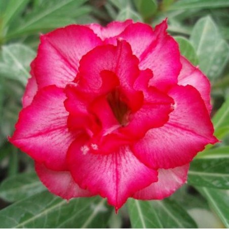 Rose du désert - DOUBLE BLUSH - Adenium obesum