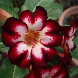 Rose du désert - SUPER STAR DE DEMAIN - Adenium obesum