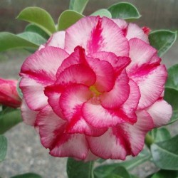Rose du désert - DOUBLE MOON - Adenium obesum