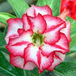 Rose du désert - STAR OF LEGEND - Adenium obesum
