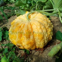 Melon PRESCOTT FOND BLANC