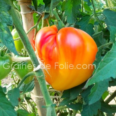 Tomate OXHEARD STRIEPED
