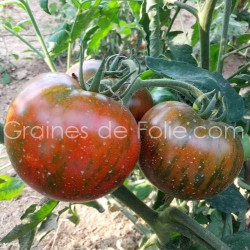 Tomate BLACK ZEBRA - BIO *