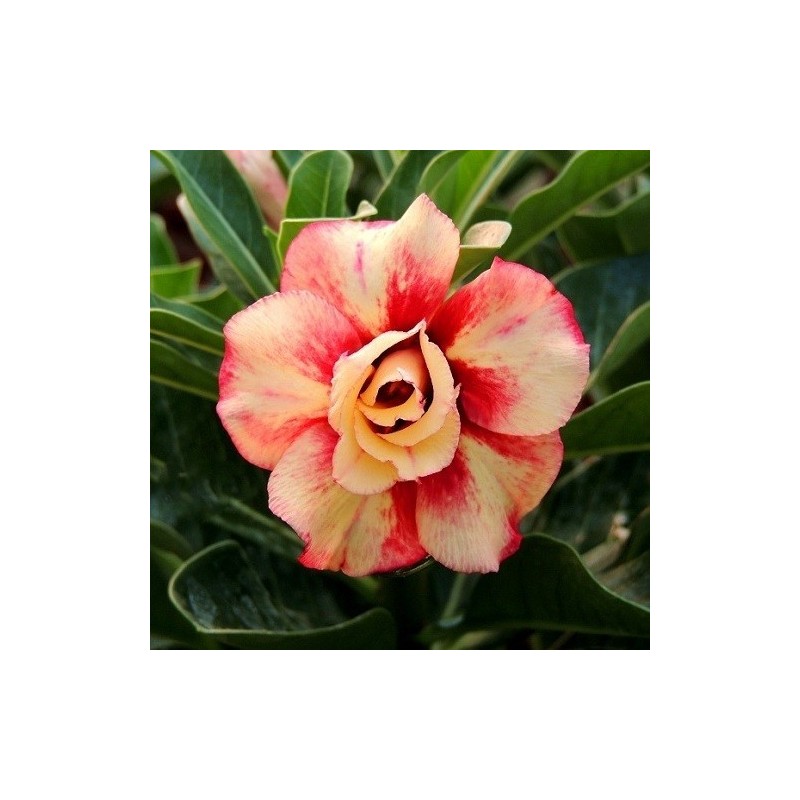 Graines Rose Du Désert - Adenium Obesum - 8 Graines + Substrat Coco - Plante Succulente à Caudex - Fleurs Roses - Culture Intérieur - 7
