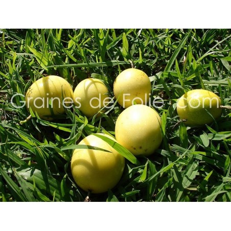 Grenadille Jaune - Passiflora edulis flavicarpa