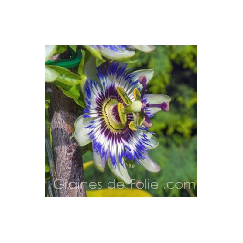 Passiflora caerulea - Passiflore - Plante grimpante - Rustique - ⌀15 cm