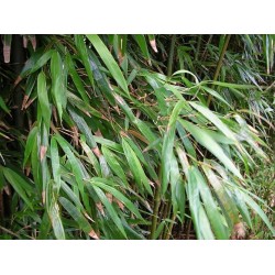 Bambou Noir Phyllostachys Nigra