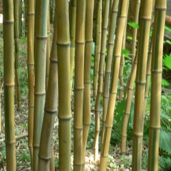 Bambou Phyllostachys aureosulcata spectabilis
