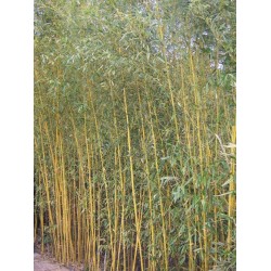 Bambou Phyllostachys aureosulcata spectabilis