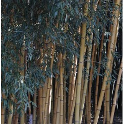 Bambou Phyllostachys viridis sulfurea