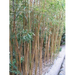 Bambou Phyllostachys viridis sulfurea