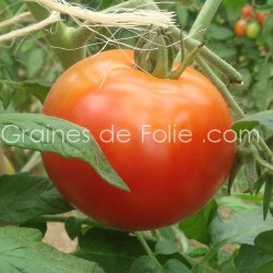 Tomate MERVEILLE DES MARCHES - BIO *
