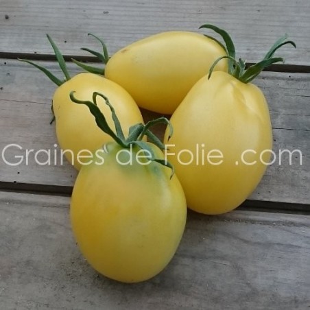 Tomate IVORY EGG - OEUF d' IVOIRE - BIO