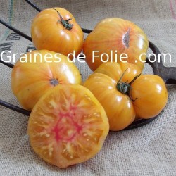 Tomate ANANAS - graine semence ancienne pineapple tomato seed