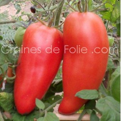 Tomate coeur de boeuf HUNGARIAN HEART BLUE BEECH - BIO graines semences anciennes certifiées agriculture biologique
