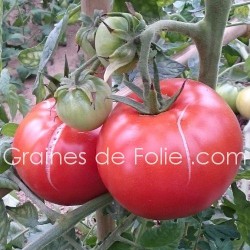 Tomate ROYALE DES GUINEAUX BIO graines semences Certifiées Agriculture Biologique