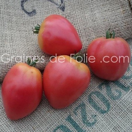 Tomate Coeur de Boeuf GRUSHOVKA BIO graines semences certifées agriculture biologique