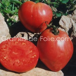 Tomate ANNA RUSSE graines semences coeur de boeuf anna russian