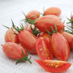 Tomate cerise ARTISAN PINK TIGER graines semences
