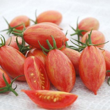 Tomate cerise ARTISAN PINK TIGER graines semences