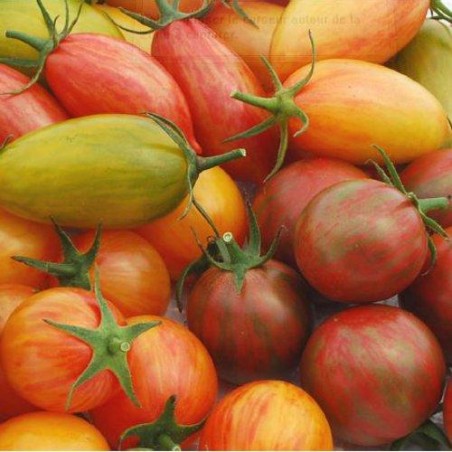 Tomate Artisan Pink Tiger Tomates Graines Semences 10 Graines parfum préféré frais
