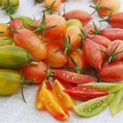 Tomate cerise Pack TIGER graines semences